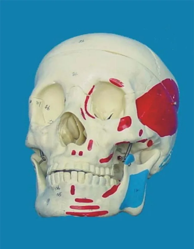 

1:1 human Skull model Medical Teaching mode free shipping