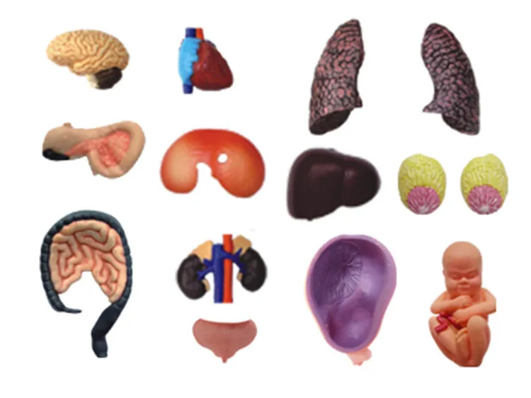 4D полупрозрачный женский анатомический органайзер для беременных женщин 41