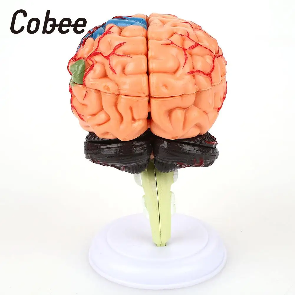 Школьная образовательная модель медицинская обучающая анатомии мозга 4D съемный