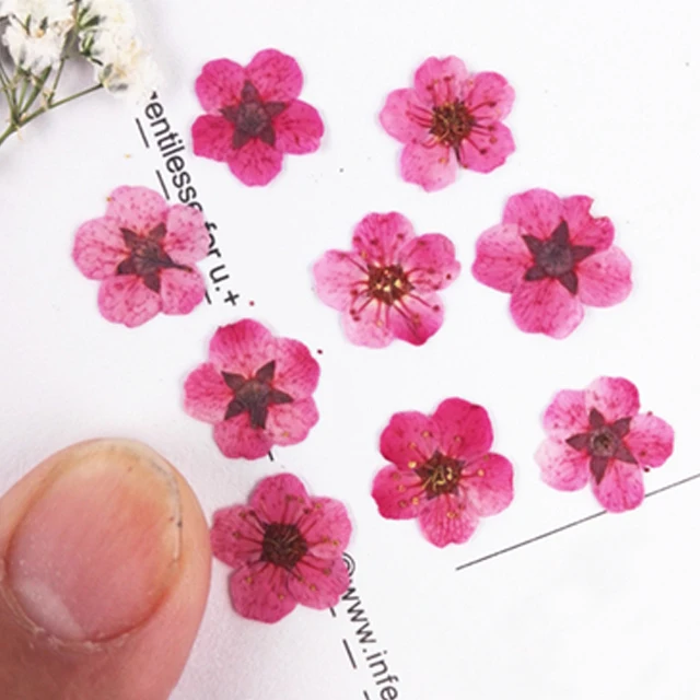 

Small Narcissus Epoxy dried flowers phone case DIY 100pcs per lot Free shipment