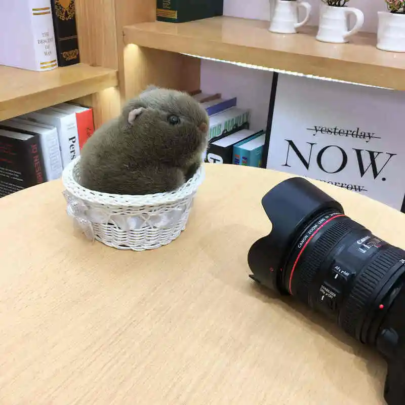 1 шт. 18 см Моделирование Плюшевые вомбат свинки Cavia Porcellus игрушка чучело дикие животные куклы игрушки для малышей, детей подарок Декор для дома, магазина