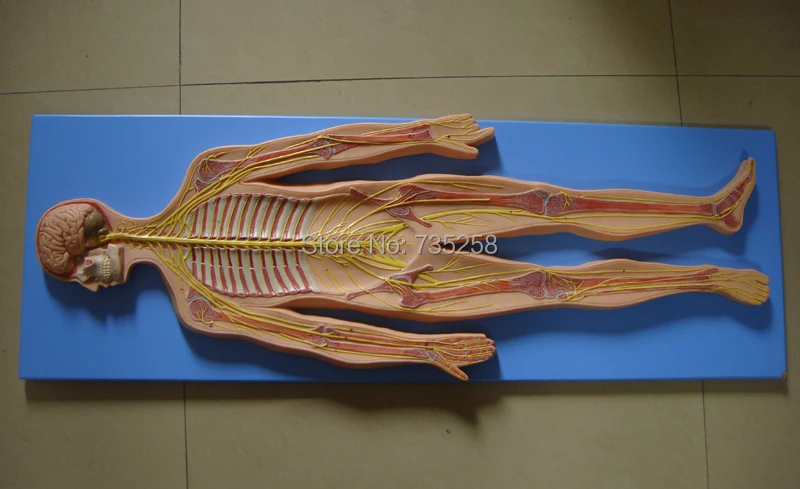 Nervous System Model Anatomical Models of the The Human | Канцтовары для офиса и дома