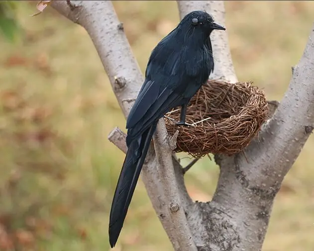 

new simulation crow model foam&feathers black bird handicraft,prop,home garden decoration gift about 21cm