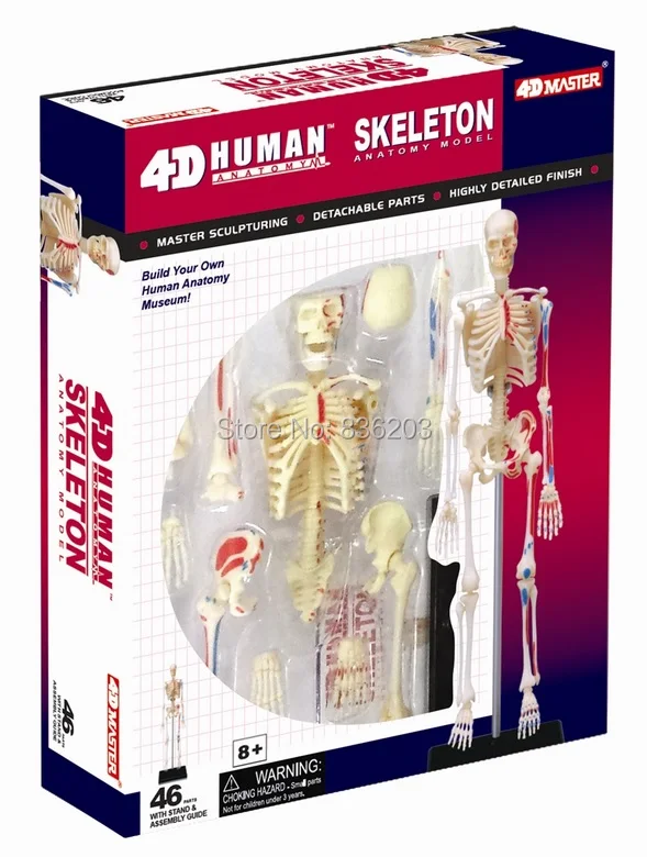 4d master 46 деталей модель анатомии кожи медицинский человеческий череп