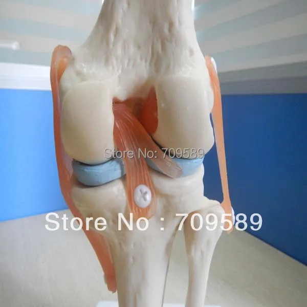 life-size knee joint bone model | Канцтовары для офиса и дома