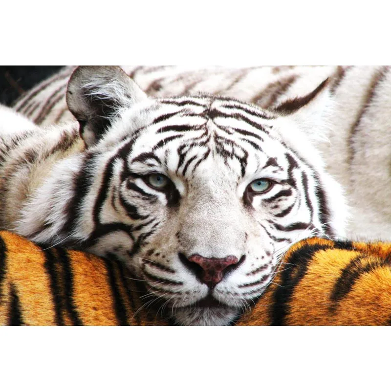 

Custom animal king tiger canvas Poster home Decoration cloth fabric wall poster print Silk Fabric Print 27X40 cm
