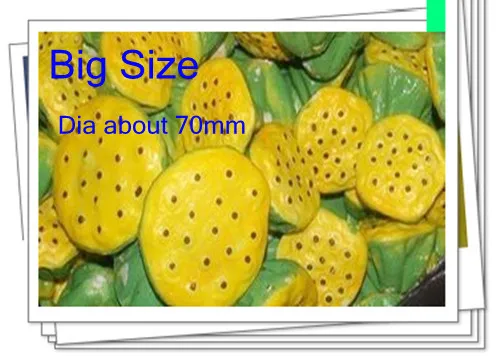 Бесплатная доставка Большие размеры лотоса семенные коробки DIY центры/чулок