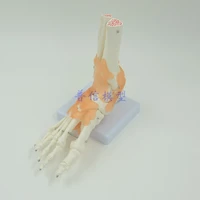 human foot ankle joint model foot skeleton model with ligament medical science teaching supplies