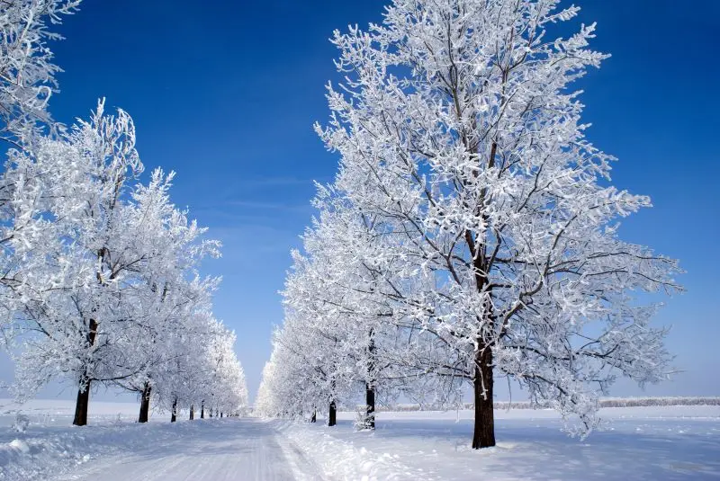 

VinylBDS фотография Фон длинная дорога голубое небо пейзаж фотосъемка лед снег в полу фоны для фотосъемки