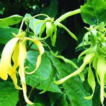 100% чистые растительные Водорастворимые эфирные масла масло ylang ароматерапия
