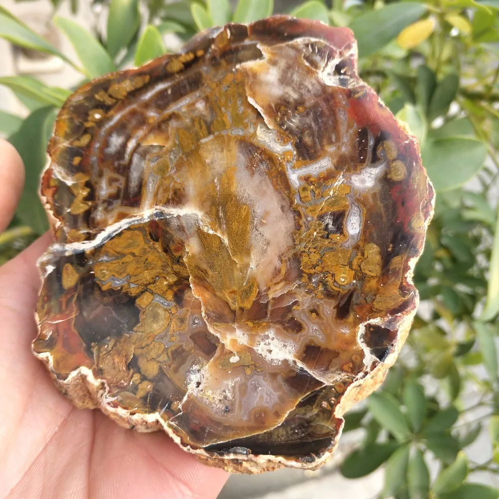 10 см натуральное полированное дерево fossil slab грубый кусок камня образец|Камни| |