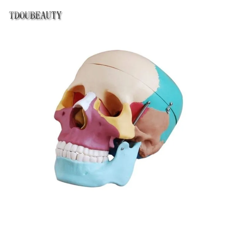 TDOUBEAUTY Esqueleto анатомический человеческий череп анатомическая анатомия каркасная