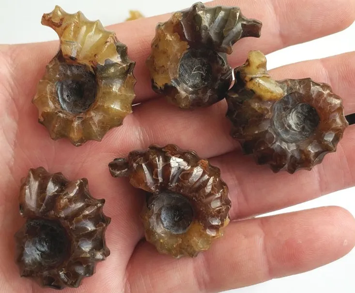 

5PCS Natural conch fossil of Madagascar.