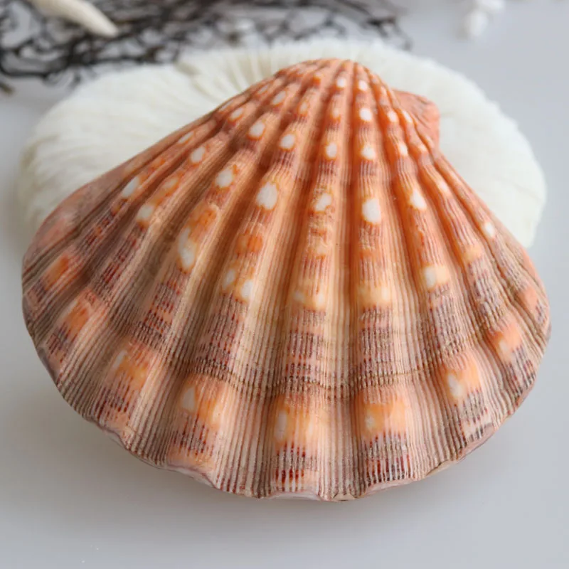 Бесплатная доставка (1 шт./лот) большой желтый гребешок натуральный корпус и