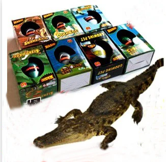 Free Shipping 2015 New Children's Creative Toy Box Large Dinosaur Eggs Children Toys Water Expansion Hatching Egg DS01|egg roll|eggs vegetablesegg