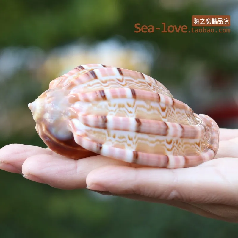 8-9CM Новая морская улитка, натуральная раковина, большая раковина, аквариум, украшение для аквариума, ролл, моллюски, разведение, средиземноморская ракушка, горшок, мебель - Цвет: 8-9CM