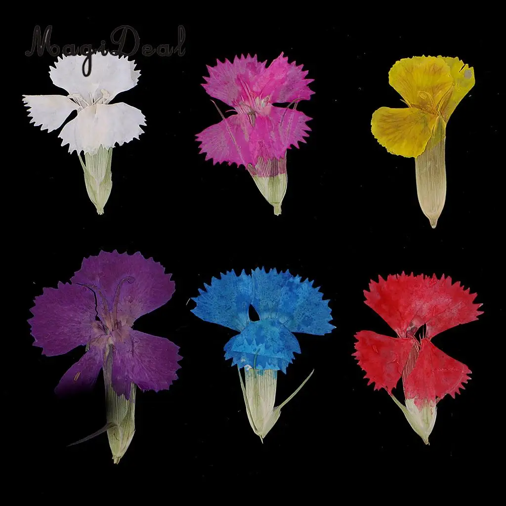 12 шт настоящие прессованные листья высушенные цветы Dianthus украшения DIY материалы