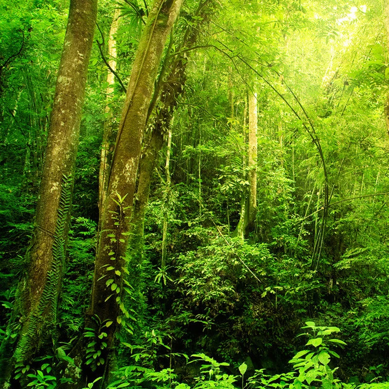 Пользовательские Любой Размер 3D Настенная Обои солнце Лес Дерево пейзаж стены