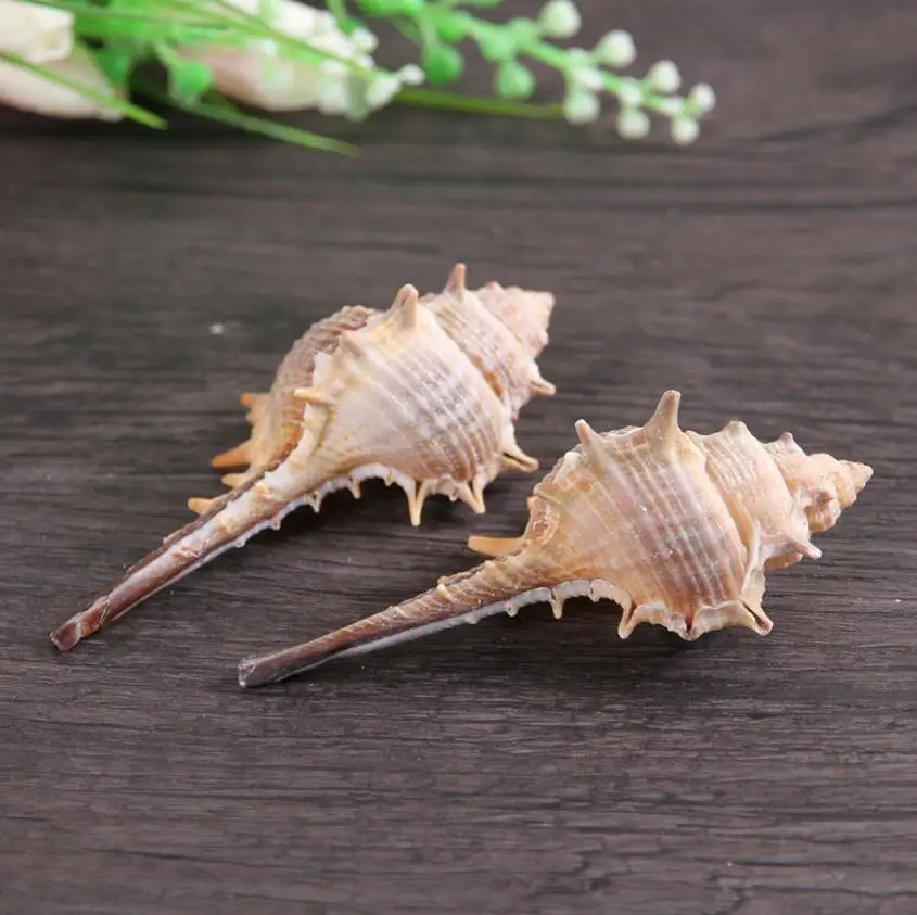 Набор Ассорти оболочки раковины морской океан Стиль для фотографии дома