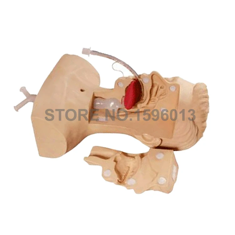 Vivid Suction Training Head Model Medical Teaching Simulation | Канцтовары для офиса и дома