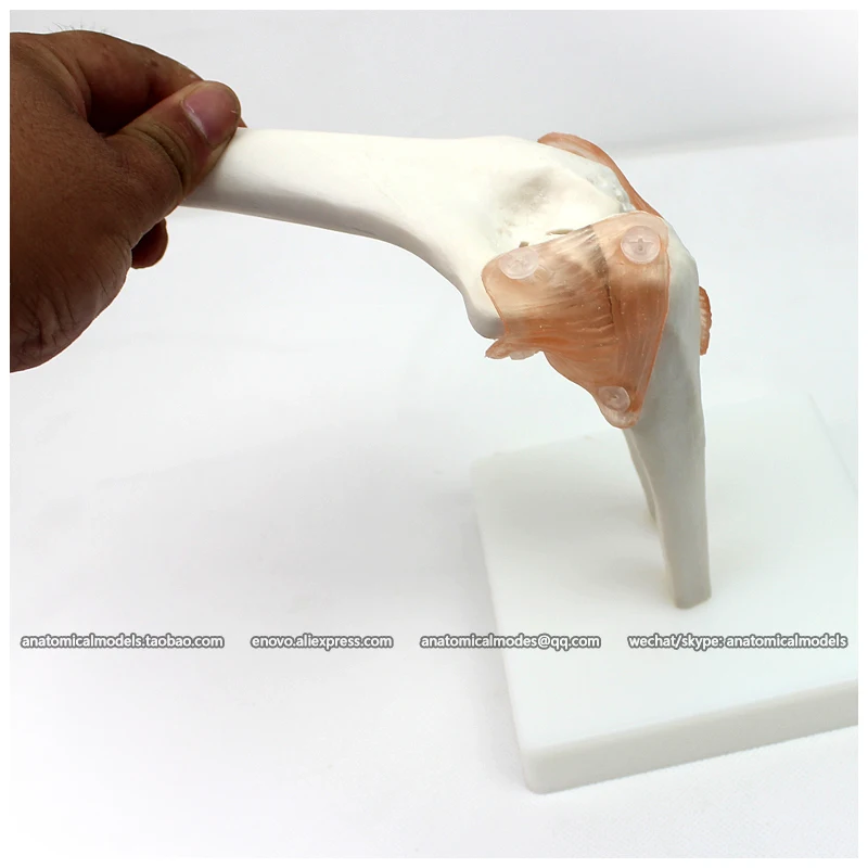 

12357 / Life-Size Elbow Joint , Medical Science Educational Teaching Anatomical Models