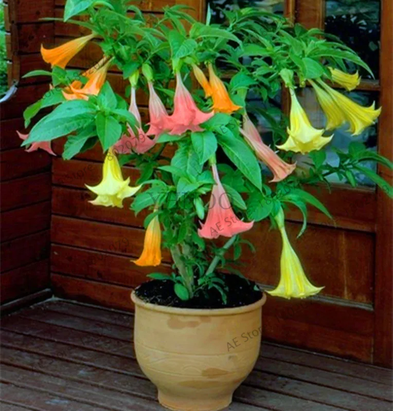Свежий 100 шт редкий Datura бонсай бругмансия Suaveolens фламенко Красивая Мандала Цветок садовый многолетник Горшечное растение