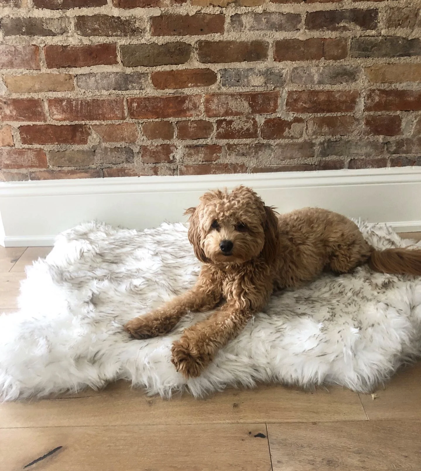 

Faux Fur Dog Mat Curve White Winter Soft Warm Cozy Pet Cushion for Medium Large Dogs & Cats - Durable & Luxurious Throws Blanket
