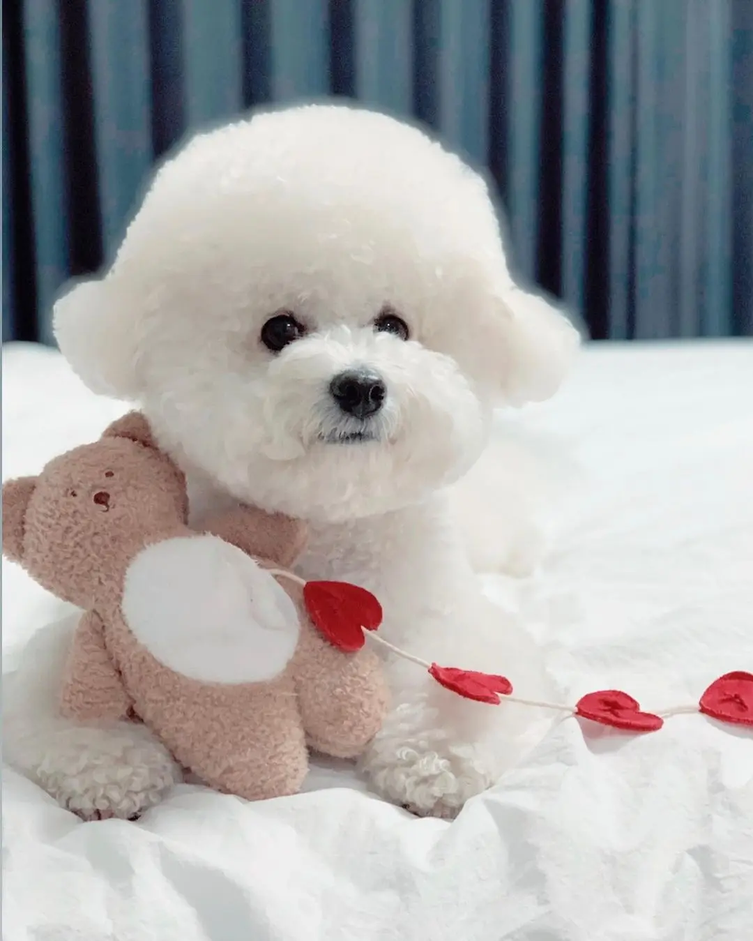 

Ins New Korean Pocket Love Tibetan Food Bear Toys Sleeping Dog Toys Export Pet Paper Toys