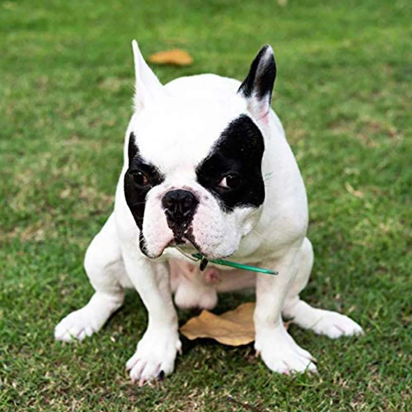 Календарь 2021 календарь с завитующими собаками настенный для белого слона | Дом и