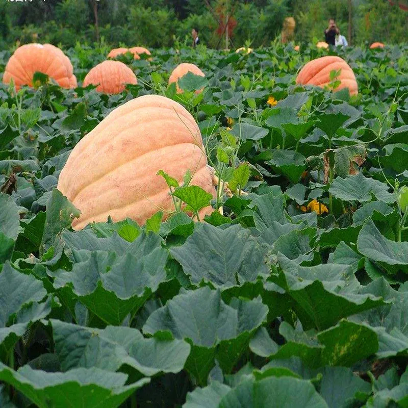 100 г гормон Auxin мирициловый спирт сельскохозяйственные химикаты растительные