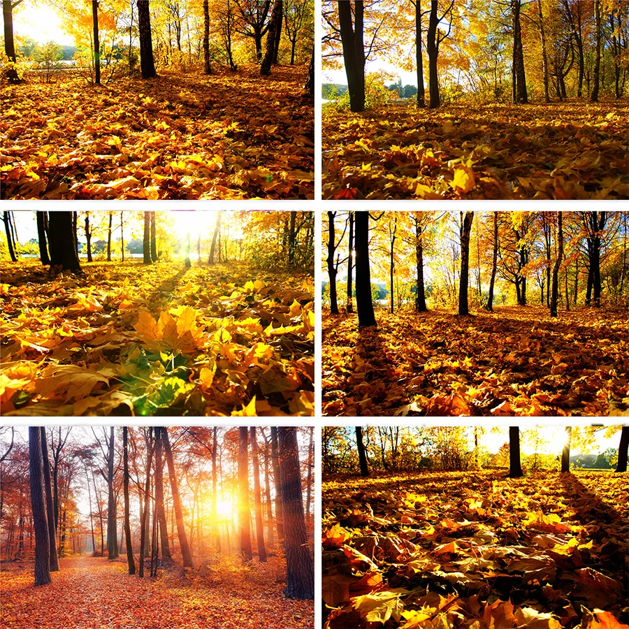 Nitree Пейзаж Деревья листва осенний лес желтые опавшие листья Солнечный свет фон