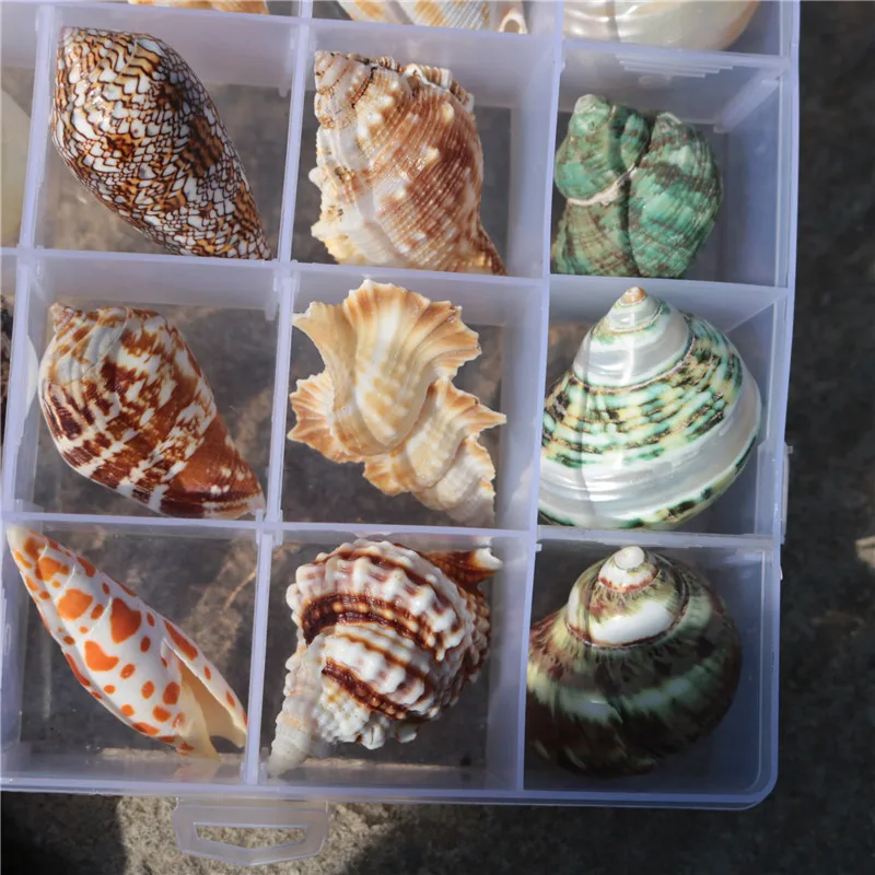 Образцы из натуральных ракушек контейнер подарочные коробки подарки украшения