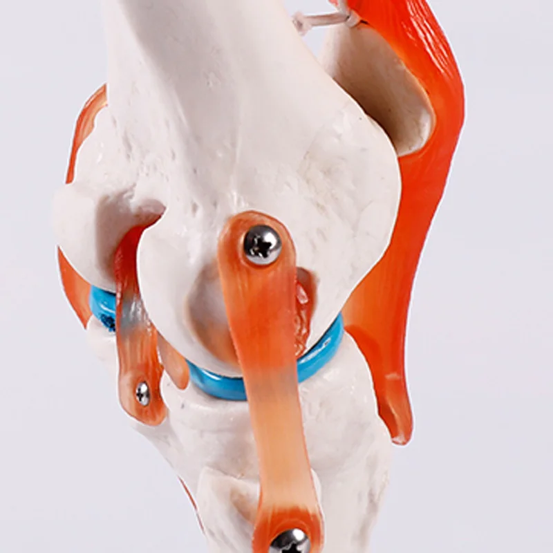 Человеческие волосы натуральный Размеры коленного сустава анатомическая модель