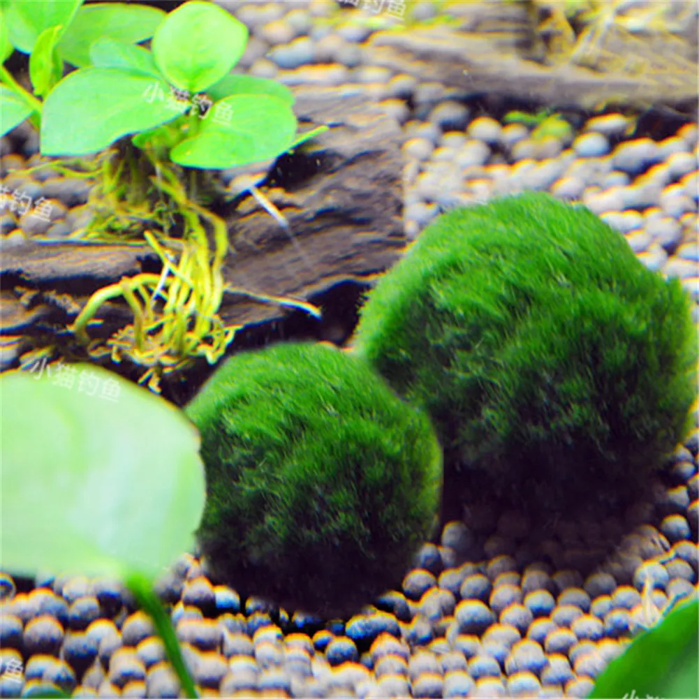 

Genuine Aquarium Ball Landscaping 1cm Chlorella Algae Happy Environmental Green Seaweed Ball