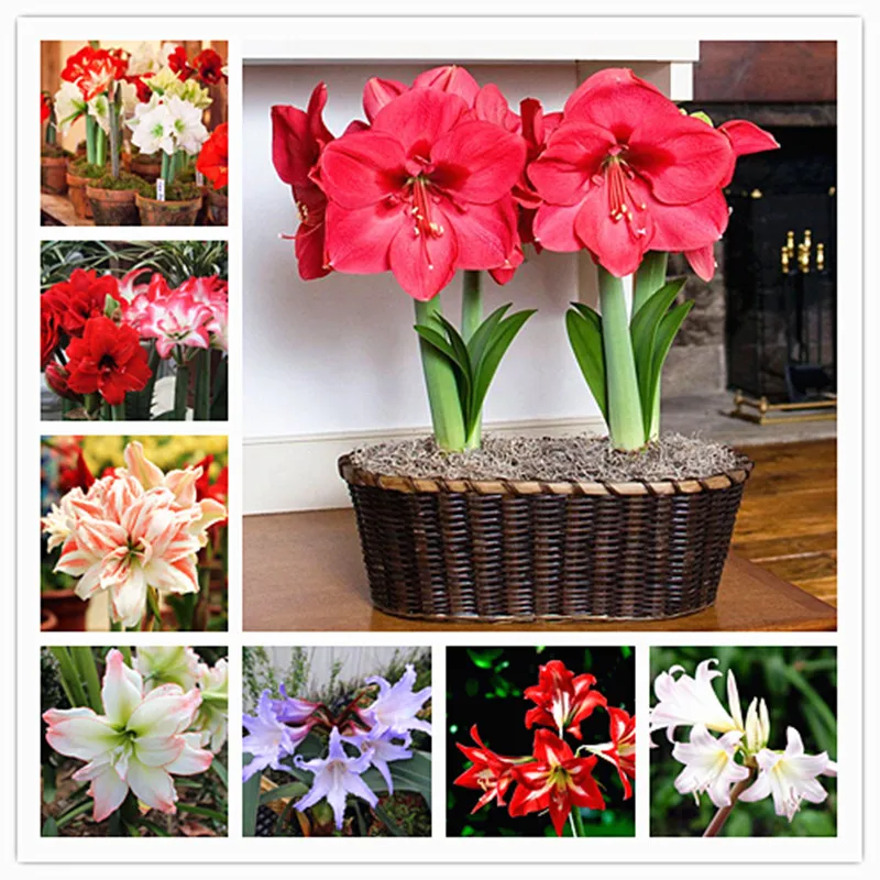 Amaryllis 100 шт| |