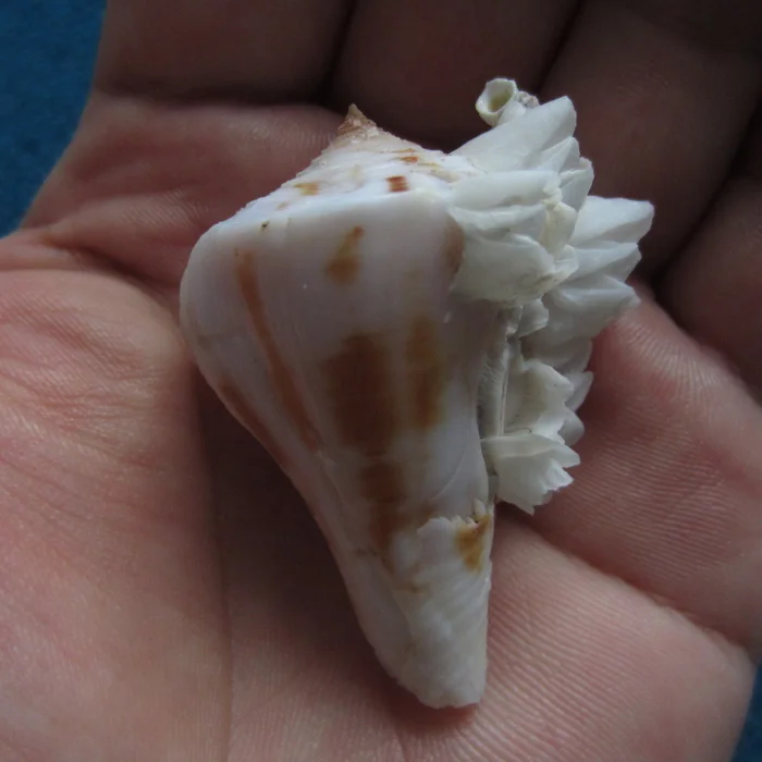 

4.8cm Love Cat Conch Rare Conch Collection Home Decoration