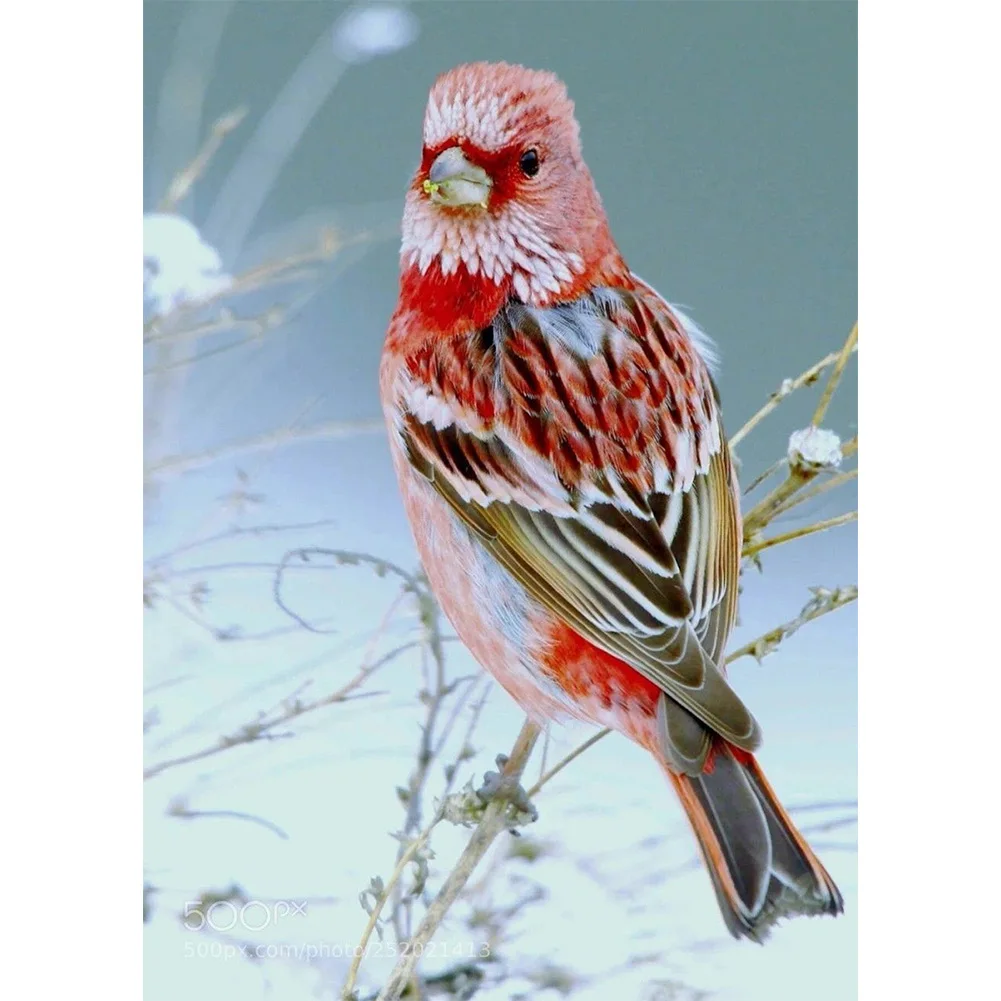 

5D Diy Diamond Painting Beautiful Bird Winter Snow Rhinestone Square/round Diamond Embroidery Mosaic Bead Home Decoration Gift
