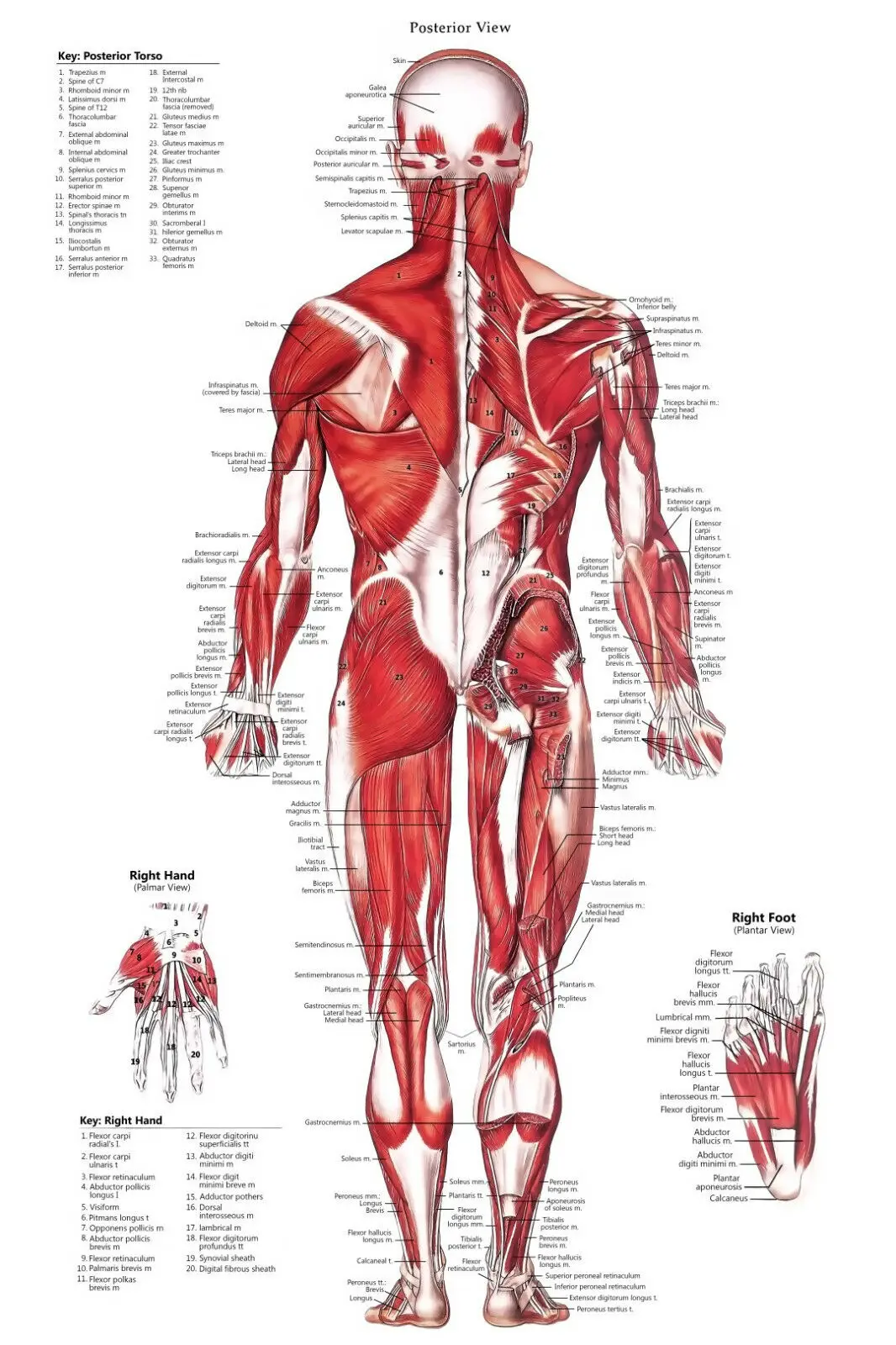 Схема мышечной системы схема Художественная печать фильмов Шелковый плакат