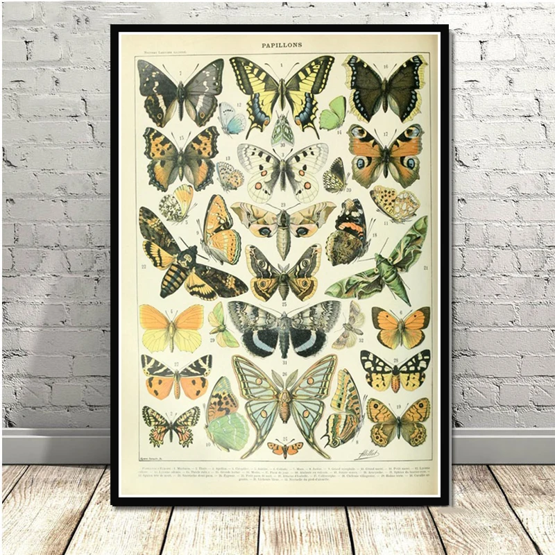 Постер печать красивых животных различных типов насекомых бабочек диаграмма