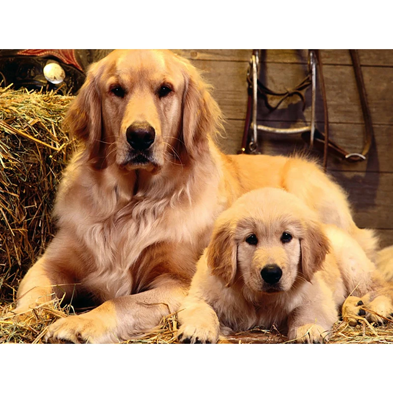 Алмазная картина FUYUN с собаками 5D алмазная вышивка распродажа картины стразы