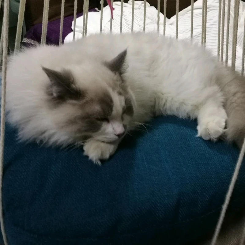 Ins Bohemia Cat Hole Leisure cat hammock tent kitten beds house cat kennel cat window hammock cushion mat cat window hammock