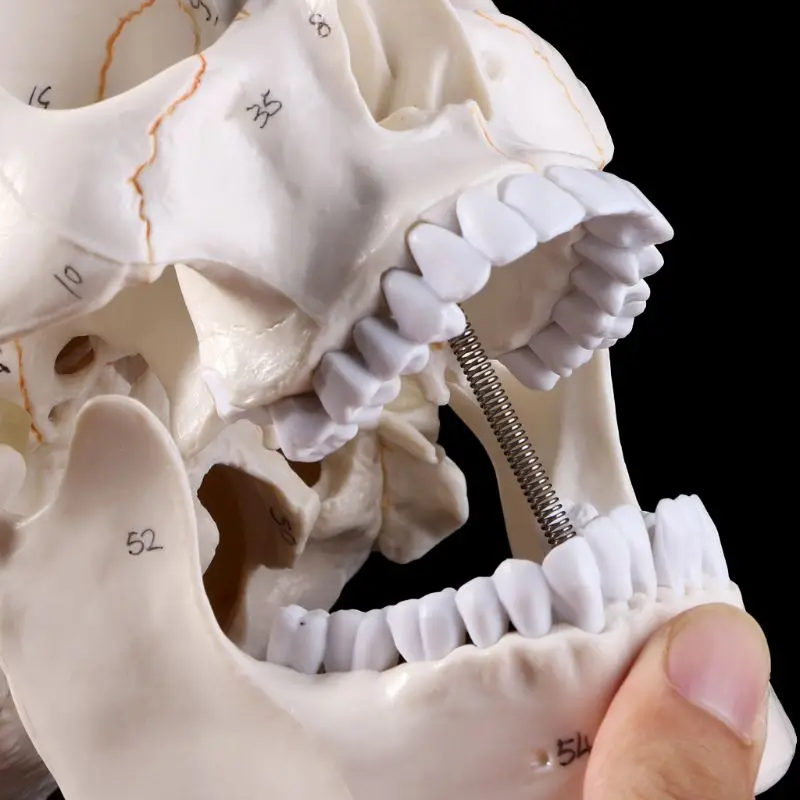 

Life Size Human Skull Model Anatomical Anatomy Medical Teaching Skeleton Head Studying Teaching Supplies Dropshipping