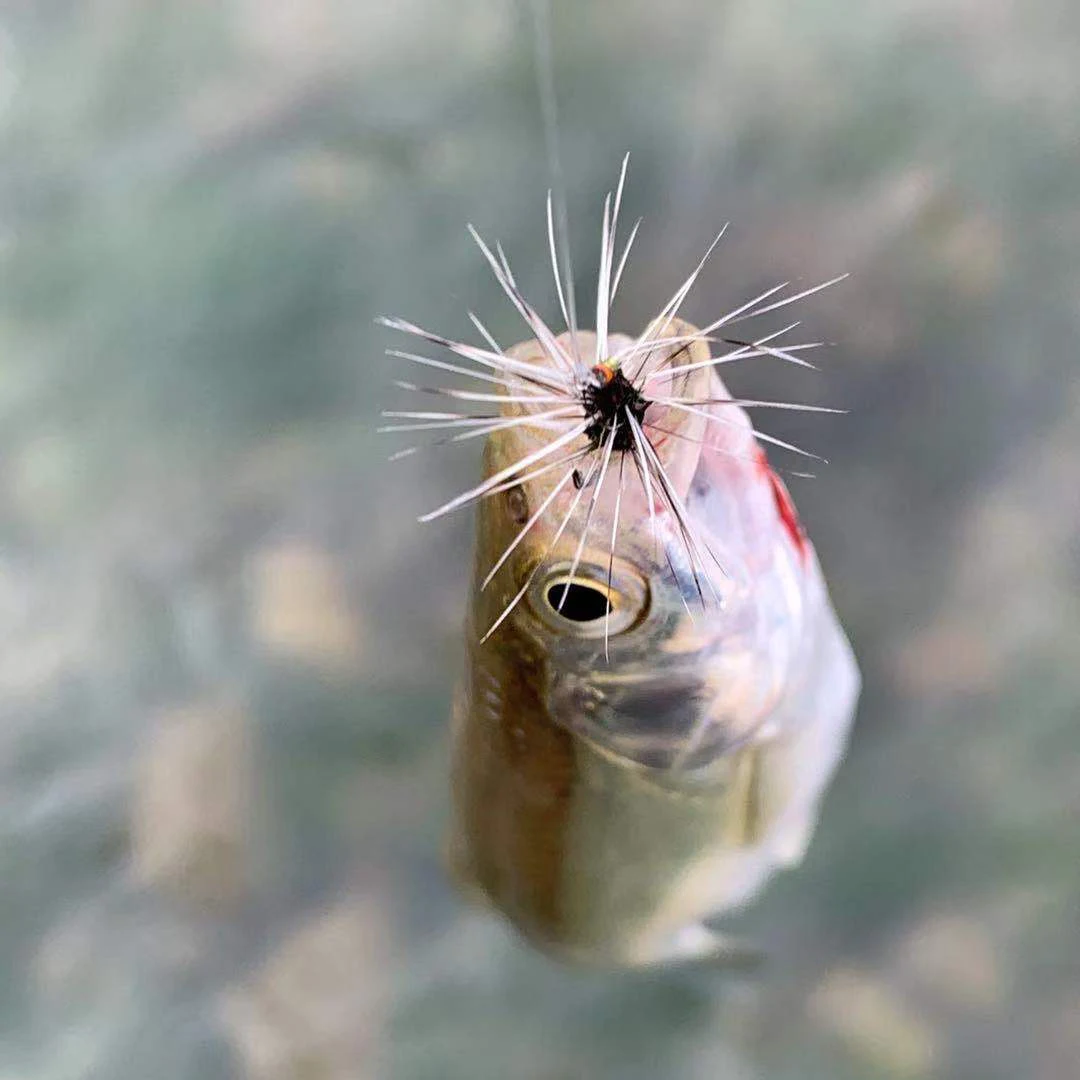 Wifreo 6PCS Griffith's Gnat Midge Fly Dry Fly Trout Fly Fishing Flies Bait Size 14 16 18 20