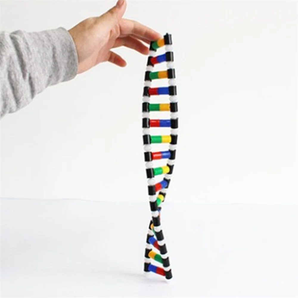 DNA Double Helix Structure Model Education Equipment | Канцтовары для офиса и дома