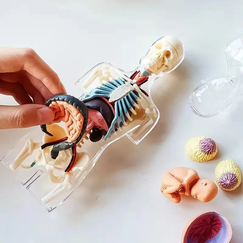 Собранный прозрачный человеческий ТОРС модель анатомии человека бюст 4D мужское