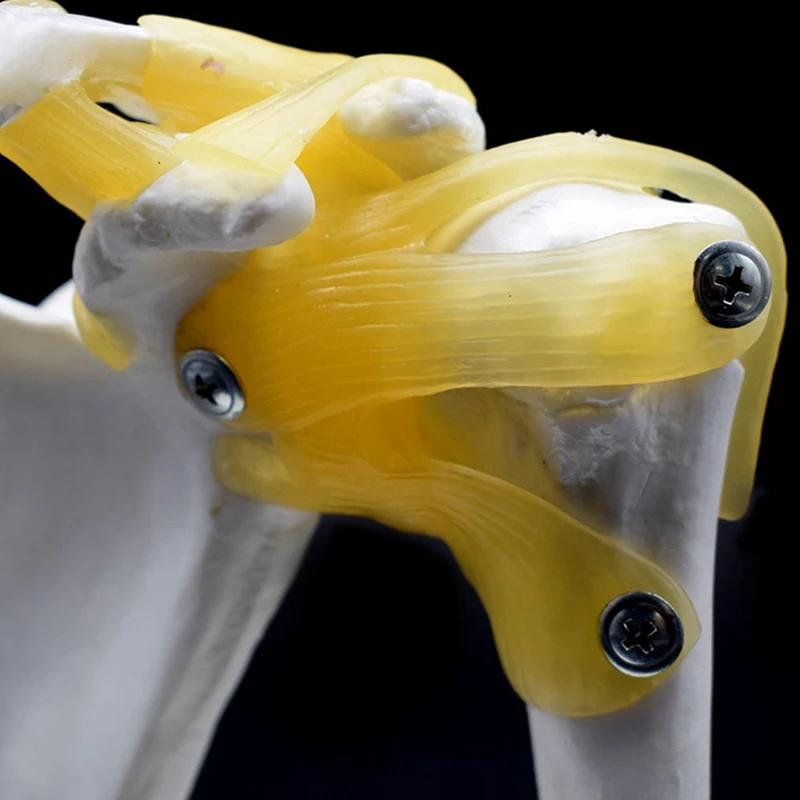 

1 Pcs Human Shoulder Joint Model, & 1 Pcs Knee Joint Simulation Model - Human 1:1 Size Anatomy Teaching Mold