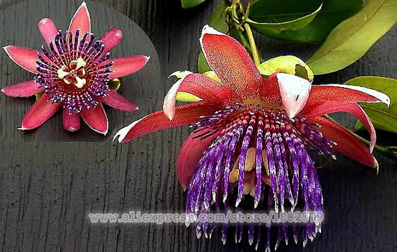 Genuine 100 PCS Passiflora Ambigua plantas,Bonsai Rare Flower flores, Perennial Outdoor Potted plants for Home& Garden