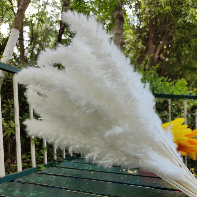 

15Pcs Free Shipping Dried Pampas Grass Decor Wedding Flower Bunch Natural Plants for Home Christmas Decorations Pampas