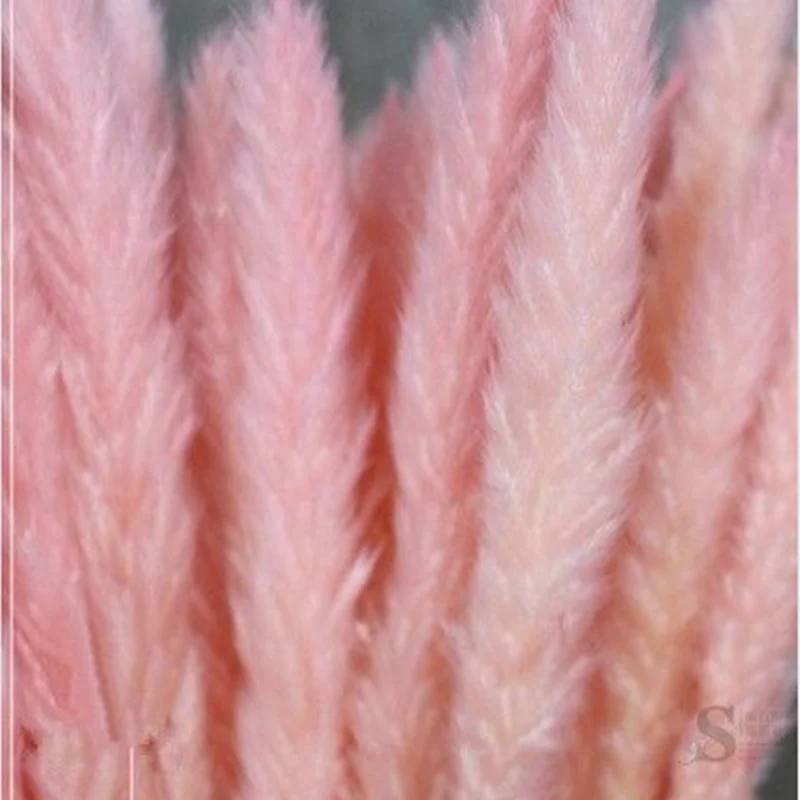 

Real Flower Small Pampas Grass Christmas Wedding Home Decoration Articles 15Pcs A Bag Primary Color Natural Flowers