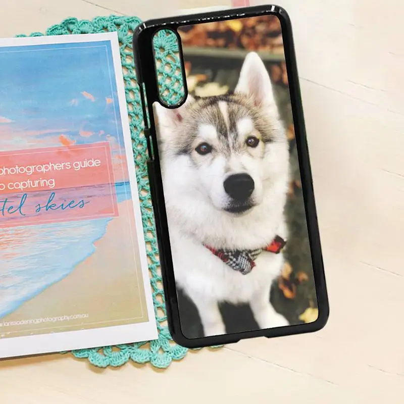 

Alaskan Malamute Siberian husky dog Phone Case PC for iPhone 11 12 pro XS MAX 8 7 6 6S Plus X 5S SE 2020 XR